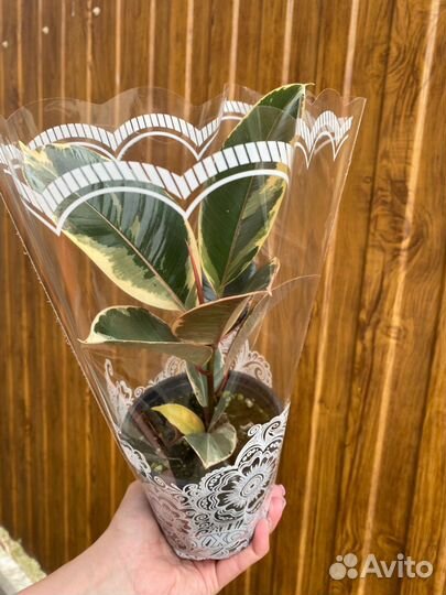 Фикус эластика Тинеке