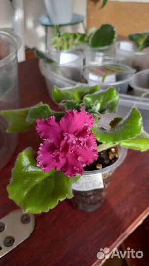 Фиалка детка