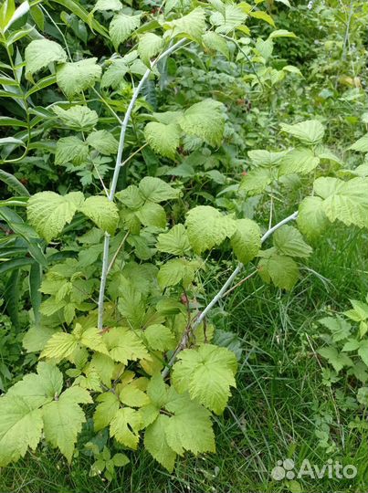 Ежемалина саженцы