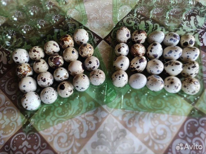 Яйцо перепелинное