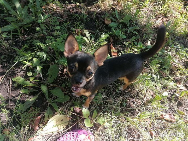 Чихуахуа мини кобель