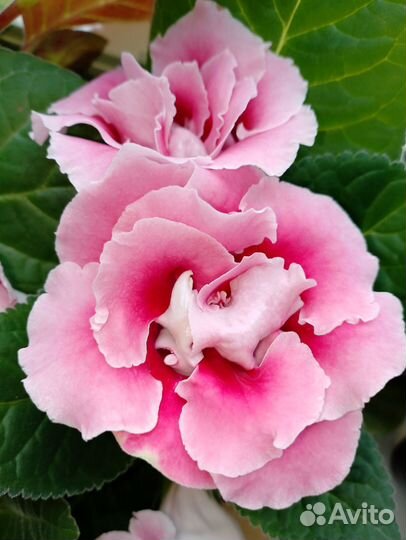 Семена глоксинии