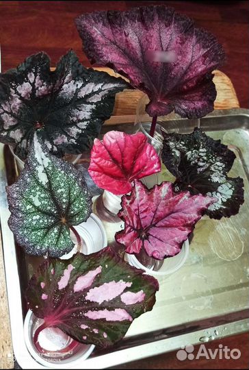 Детки и листья Бегоний разных