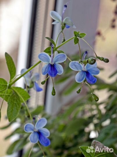 Клеродендрум угандийский, 