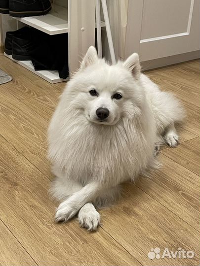 Вязка собак. Японский шпиц