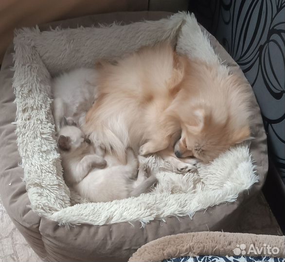 Котятки невской маскарадной