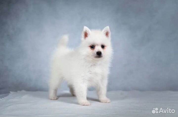 Щенки помски