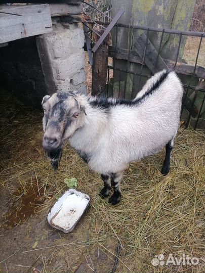 Козел ламанча