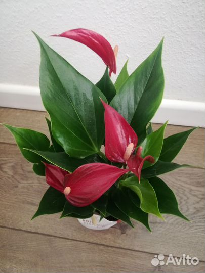 Антуриумы 10 видов