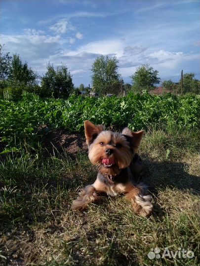 Йоркширский терьер