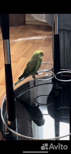 Ожереловый попугай