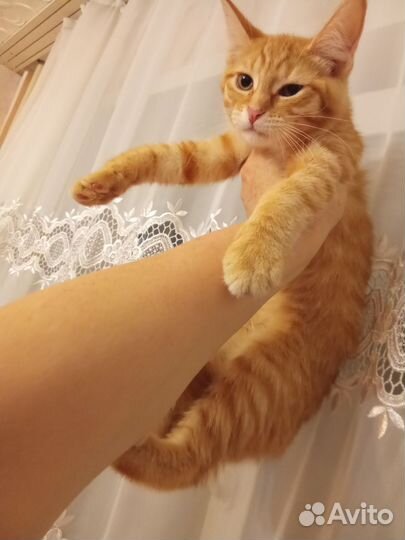 Котята мейн-кун
