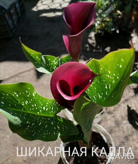 Калла шикарная