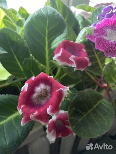 Глоксиния цветущая