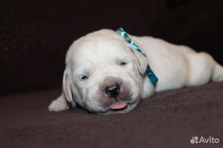 Щенки лабрадора