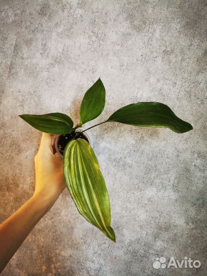 Аспидистра элатиор