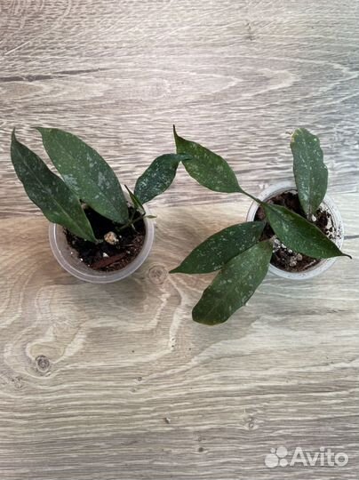 Хойи, хойя #1