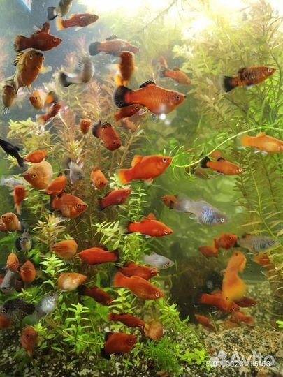 Аквариумные рыбки