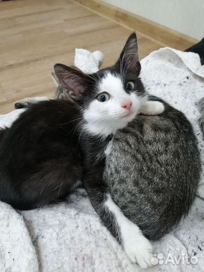 Котёнок мальчик