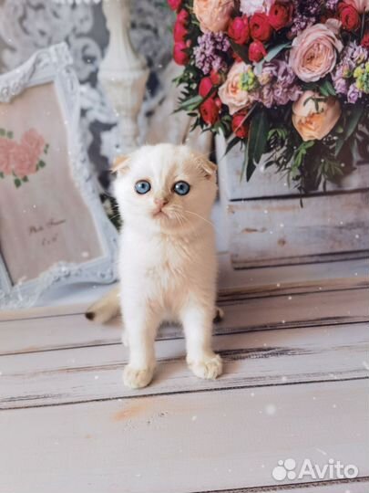 Шотландский колорный котёнок Золотая шиншилла