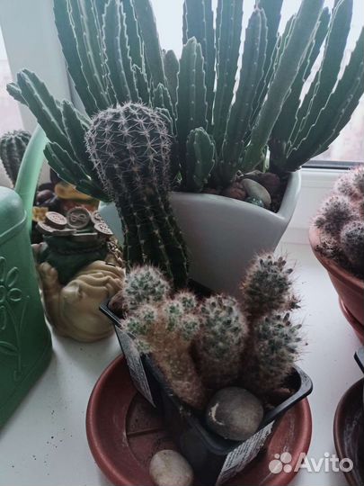 Кактусы разные сорта