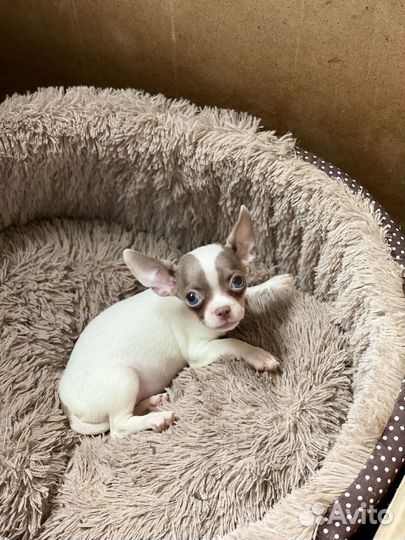 Милашка минюшка