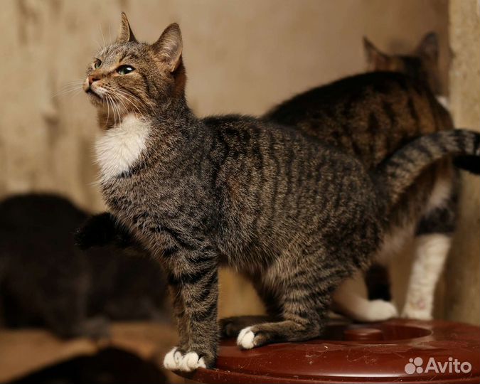 Кошки в добрые руки