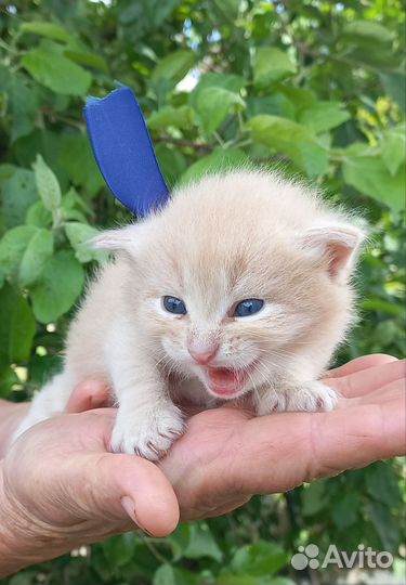 Кошки в добрые руки бесплатно