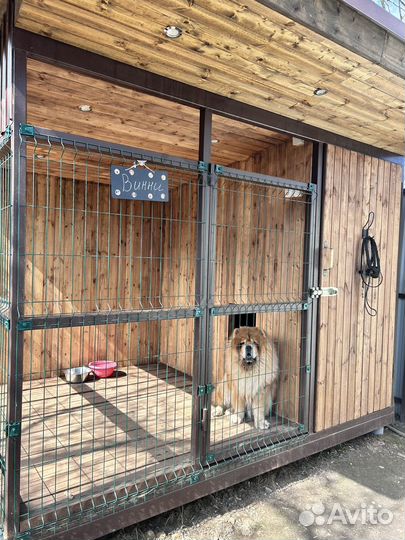 Передержка собак