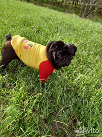 Мопс вязка мальчик