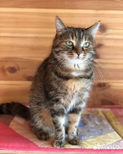 Кошка