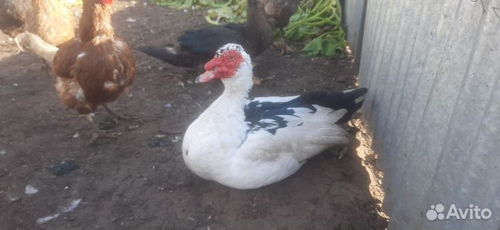 Домашняя птица