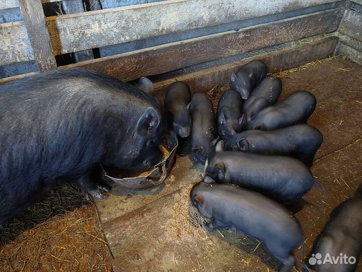 Вьетнамск вислобрюхий поросенок