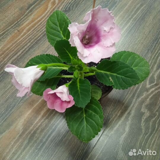 Глоксиния цветущая Аванти