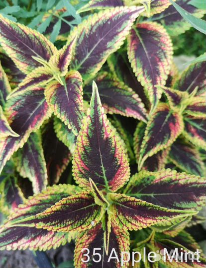 Набор колеусов 1