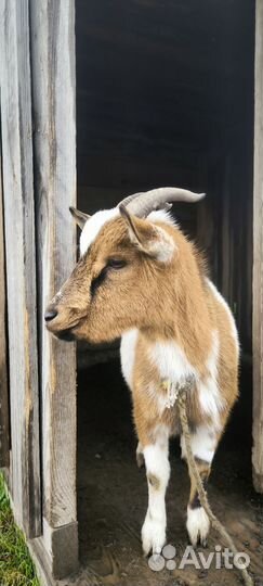 Камерунские карликовые козы