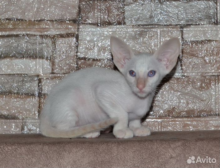 Ориентальчик с доками