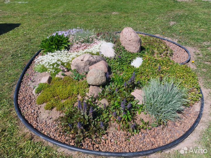 Растения для альпийской горки,почвопокровные