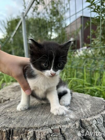 Котята черно-белые