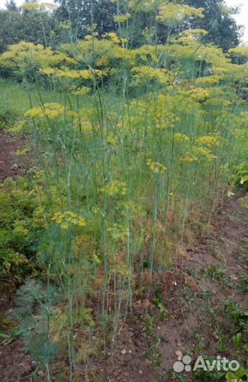 Семена цветов, укропа