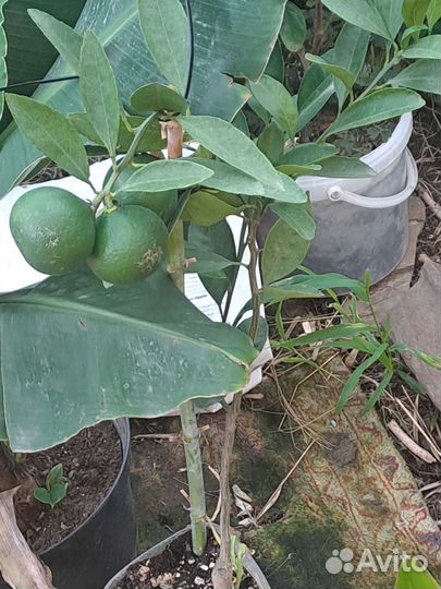 Саженцы мандарина