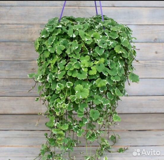 Рассада. Будра вариегатная