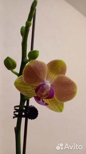 Орхидея фаленопсис