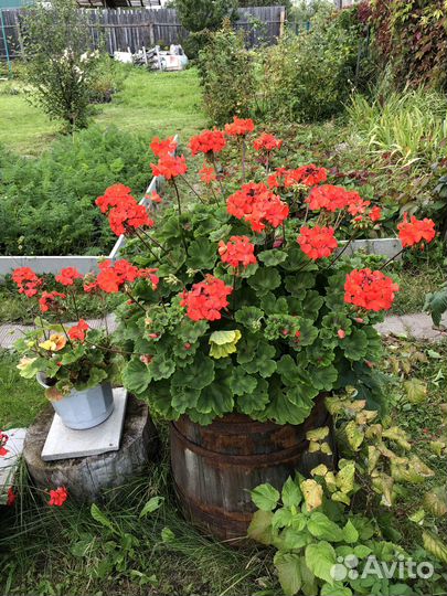 Герани и пеларгонии