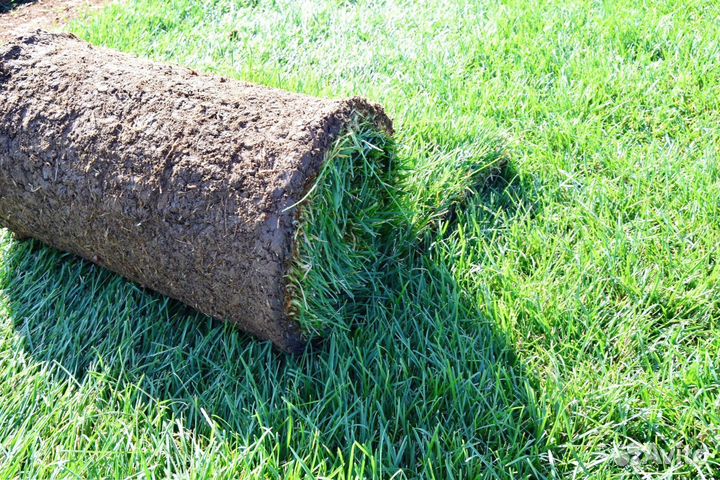 Газон рулонный с гарантией