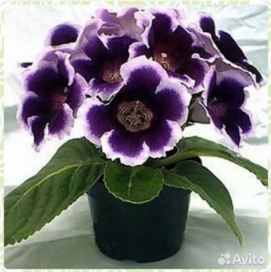 Тидеи,Глоксинии,Стрептокарпусы семена