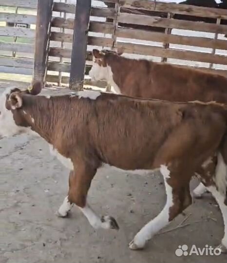 Телки герефорд