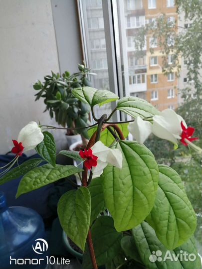 Клеродендрум госпожи Томпсон