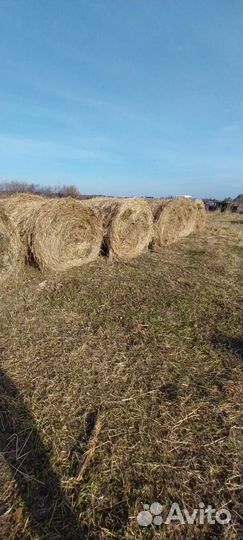 Продам сено в рулонах