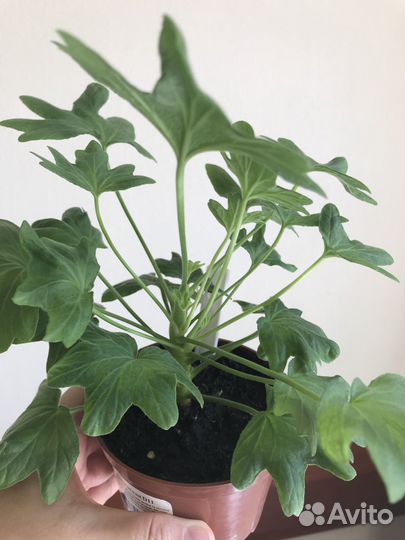 Стеллар пеларгонии